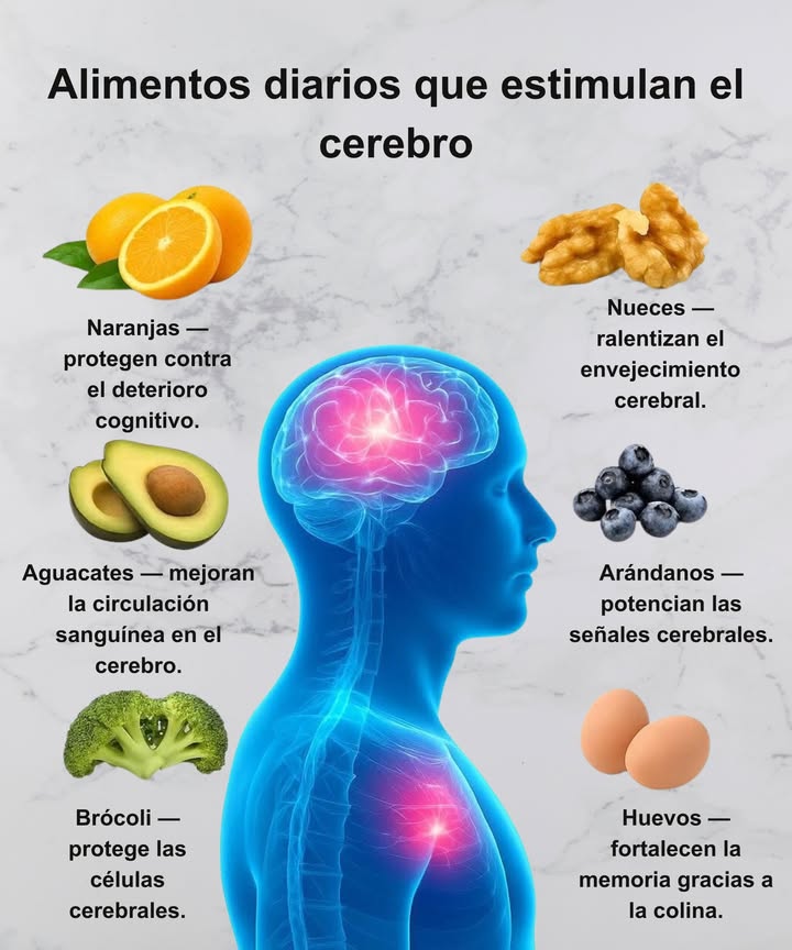 易 Alimentos diarios que estimulan el cerebro

 Naranjas  Protegen contra el deterioro cognitivo y fortalecen las defensas.

 Nueces  Ralentizan el envejecimiento cerebral y mejoran la memoria.

 Aguacates  Favorecen la circulación sanguínea y el flujo de oxígeno al cerebro.

 Arándanos  Potencian las señales cerebrales y combaten el estrés oxidativo.

 Brócoli  Protege las células neuronales y aporta antioxidantes esenciales.

 Huevos  Refuerzan la memoria y la concentración gracias a la colina.