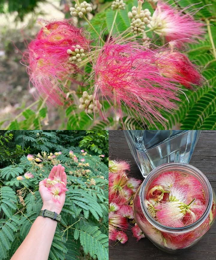 Albizia julibrissin: el árbol de la seda que armoniza cuerpo y mente

Conocido como árbol de la seda o mimosa, el Albizia julibrissin deslumbra por su belleza y poder terapéutico. Cada parte corteza, flores y hojas encierra beneficios únicos que equilibran el cuerpo y elevan el ánimo, convirtiendo esta planta en un símbolo natural de serenidad y vitalidad.

 Poder de la corteza
 Calma la ansiedad y el estrés.
 Promueve un sueño profundo y reparador.
 Eleva el espíritu y apoya en momentos de tristeza.
 Mejora la concentración y la claridad mental.
 Reduce la inflamación y el dolor muscular.
 Regula el equilibrio hormonal.
 Favorece la curación de la piel y alivia irritaciones.
 Estimula una digestión sana.

 Té relajante de corteza
1 cdita de corteza seca  1 taza de agua.
Hervir 1015 min, colar y beber antes de dormir para calmar cuerpo y mente.

 Decocción para la piel
2 cditas de corteza  2 tazas de agua.
Hervir 20 min, enfriar y aplicar sobre cortes o irritaciones.

 Fuerza y dulzura de las flores
 Eleva el ánimo y combate la melancolía.
 Alivia el estrés y la tensión mental.
 Mejora la calidad del sueño.
 Protege con antioxidantes naturales.
 Calma la garganta y la tos leve.
 Refuerza el sistema inmunitario.
 Restaura la energía y vitalidad.
 Mejora la digestión.
 Alivia molestias menstruales.

 Infusión floral para la calma
1 cdita de flores secas  1 taza de agua caliente.
Reposar 10 min tapado, colar y beber hasta 2 veces al día.

 Inhalación de vapor
1 cda de flores secas en agua hirviendo.
Inhalar el vapor 510 min para aliviar vías respiratorias.

 Frescura de las hojas
 Limpian el hígado y purifican la sangre.
 Reducen inflamación y retención.
 Favorecen la digestión.
 Fortalecen la inmunidad.
 Aumentan energía y vitalidad.
 Favorecen el metabolismo saludable.

 Té verde de hojas desintoxicante
1 cdita de hojas secas  1 taza de agua.
Hervir 510 min, colar y beber una vez al día.

磻 Batido revitalizante
Hojas frescas de albizia  espinaca  plátano  agua o leche vegetal.
Licuar y disfrutar como impulso energético natural.

 El árbol de la felicidad
La Albizia julibrissin une calma, energía y equilibrio en una sola planta. Desde su corteza hasta sus flores, ofrece armonía emocional, bienestar físico y belleza interior, todo en una infusión de naturaleza pura.

 Uso responsable
Remedio tradicional con efectos reales: usar con moderación. No recomendado durante embarazo, lactancia o junto a sedantes. Consultar siempre con un profesional de la salud antes de su uso.