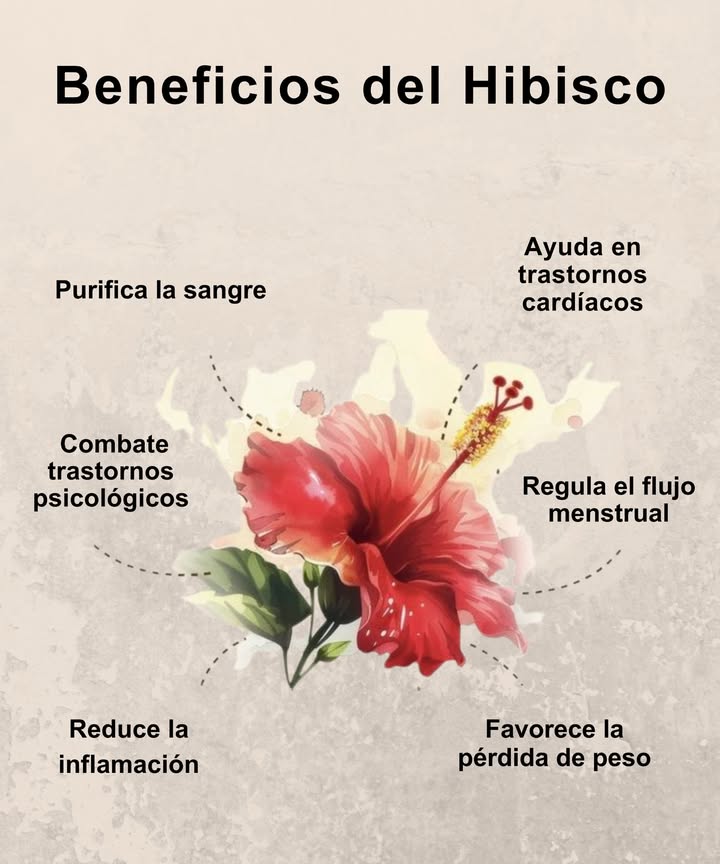 Beneficios del Hibisco: Un Tesoro Natural para el Bienestar

 Purifica la sangre
Depura toxinas y mejora la circulación, fortaleciendo el sistema inmune.

 Ayuda en trastornos cardíacos
Contribuye a reducir la presión arterial y mejora la salud del corazón.

 Regula el flujo menstrual
Alivia molestias menstruales y promueve ciclos equilibrados.

 Favorece la pérdida de peso
Estimula el metabolismo y ayuda a eliminar líquidos retenidos.

 Reduce la inflamación
Acción antiinflamatoria natural que alivia dolores y molestias.

易 Combate trastornos psicológicos
Sus propiedades calmantes ayudan a reducir el estrés y la ansiedad.

 Una infusión de hibisco es más que una bebida: es una dosis natural de salud y equilibrio.
