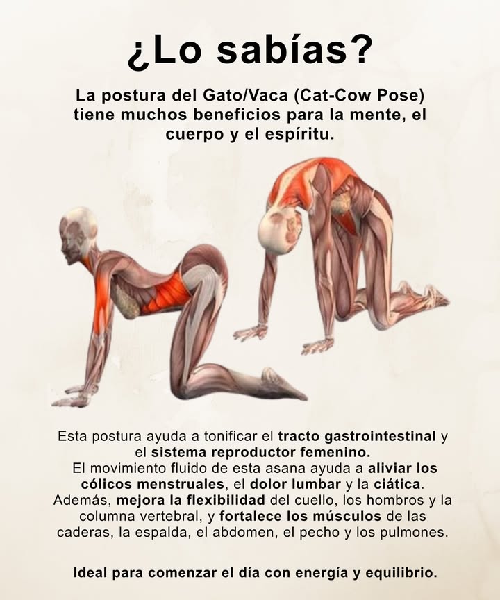 Postura del Gato/Vaca CatCow Pose

 Una secuencia suave que conecta mente, cuerpo y espíritu.

 Beneficios principales:
 Tonifica el tracto gastrointestinal y el sistema reproductor femenino.
 Alivia cólicos menstruales, dolor lumbar y ciática.
 Mejora la flexibilidad del cuello, hombros y columna vertebral.
 Fortalece caderas, espalda, abdomen, pecho y pulmones.

 Ideal para iniciar el día con energía, armonía y equilibrio.