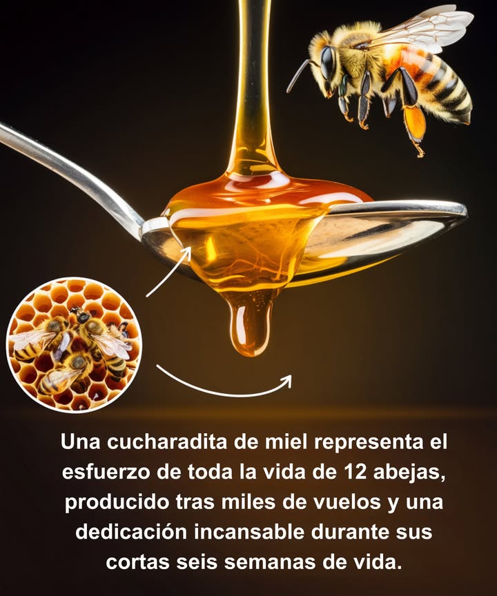 Una cucharadita de miel = toda una vida de trabajo

 Una abeja produce solo 1/12 de cucharadita en seis semanas de vida
 Miles de flores visitadas, vuelos incansables y cooperación perfecta
 Cada gota dorada es fruto de un esfuerzo colectivo invisible

Una joya líquida creada por las más pequeñas trabajadoras de la naturaleza