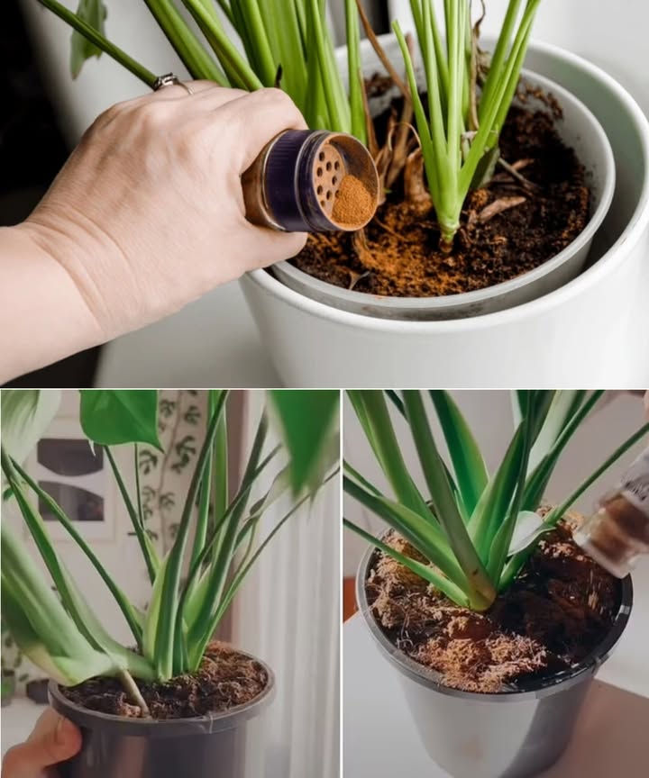 Una maravillosa cucharadita de canela salvará tus plantas! 

La canela, más allá de la cocina, se está ganando un lugar privilegiado en los jardines por todo el mundo. Su poder antifúngico natural la convierte en un aliado eficaz, seguro y económico para mantener las plantas sanas y radiantes.

 Propiedades mágicas de la canela en el jardín:

 Combate naturalmente hongos y enfermedades fúngicas.
 El cinamaldehído elimina microorganismos dañinos sin contaminar el suelo.
 Totalmente segura para niños, mascotas y polinizadores.
 Protege las raíces y acelera la regeneración tras el trasplante.
 Repele hormigas, pulgones y otros visitantes no deseados.

 Cuándo utilizarla:

 En semilleros, evita la tizón de plántulas caída de brotes jóvenes.
 Tras podar, protege cortes y evita infecciones.
 Al trasplantar plantas con raíces dañadas o podridas.
 Como preventivo en época de humedad o lluvias prolongadas.

林 Cómo preparar el spray casero de canela:

Disuelve 1 cucharadita de canela molida en 1 litro de agua.

Déjala reposar durante unas horas.

Cuela y vierte el líquido en un pulverizador.

Rocía sobre hojas y tierra alrededor de las plantas.

 Resultado:
Plantas vigorosas, resistentes y en floración continua durante todo el verano. Una cucharadita basta para transformar tu jardín en un paraíso natural.