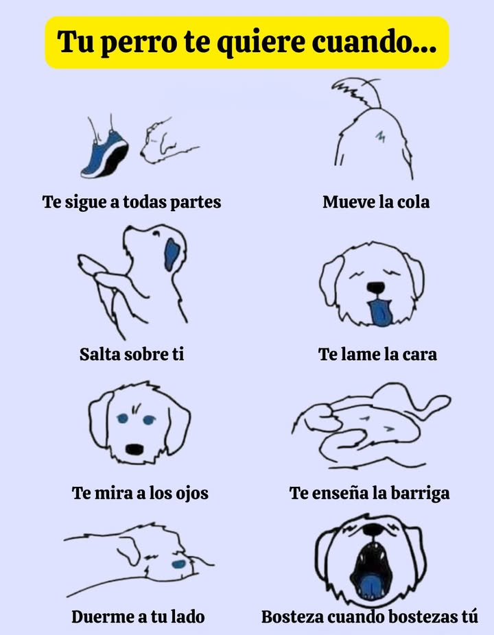 Señales de que tu perro realmente te ama   
El vínculo entre tú y tu perro se nota en sus gestos cotidianos. Te sigue a todas partes, mueve la cola feliz, salta sobre ti para saludarte, te lame la cara con cariño, te mira a los ojos creando una conexión especial, te muestra la barriga como signo de confianza, duerme a tu lado para sentirse seguro e incluso bosteza cuando tú bostezas. Estos comportamientos revelan amor puro, lealtad y un apego auténtico.