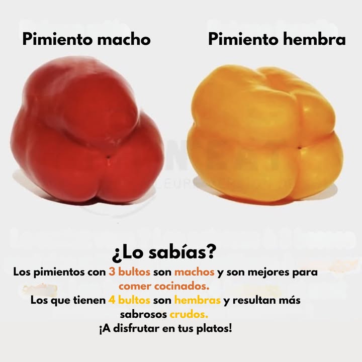 Los pimientos con tres bultos se consideran machos y son ideales para cocinar, ya que su textura es más firme.
Los que tienen cuatro bultos se consideran hembras y resultan más dulces, por lo que se disfrutan mejor crudos en ensaladas o platos frescos.