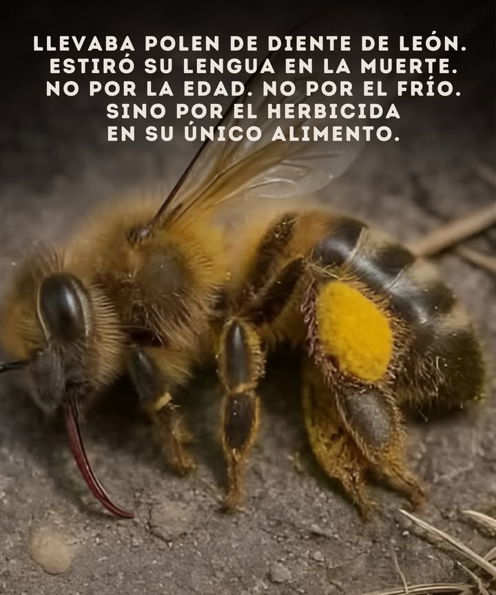 This is a honeybee killed by herbicide. The pollen on her legs came from dandelions.
Her tongue remained out, a sign of pesticide poisoning.

In early spring, dandelions, wildflowers, and fruit trees are the only food sources bees have until mid-June. Yet many are killed when lawns are sprayed for weeds.

Please dont spray until after blackberries bloom. What we call weeds, bees call survival. And without bees, our food crops disappearand so do we.