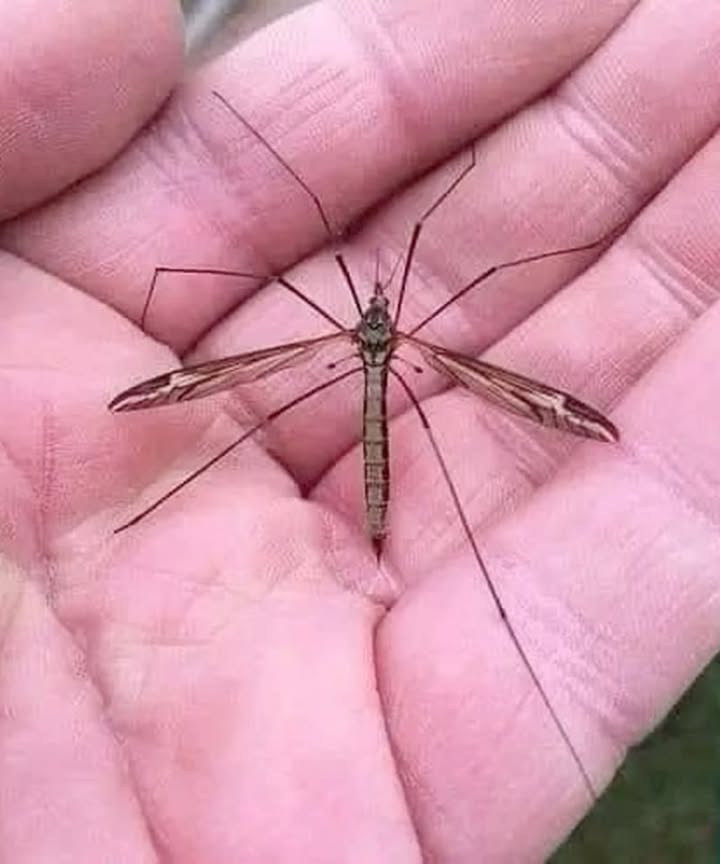 Hi, Im a crane fly  often mistaken for a giant mosquito. Sadly, many people end my life out of fear or misunderstanding.  
But I dont bite, and I definitely dont drink blood.  
I live peacefully, sipping nectar and playing my part in pollinating plants.  
Now that you know who I am, I hope youll think twice before harming me. Let me live my quiet life in nature.