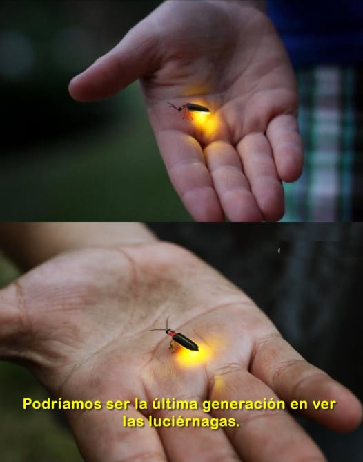 Las luciérnagas están en peligro de extinción, no por fenómenos naturales, sino por nuestra intervención.
 Cuáles son las razones?
Pesticidas. Contaminación lumínica. Pérdida de hábitat.
Pero aún hay esperanza. Cómo podemos ayudar?
 Deja algunas plantas silvestres en tu jardín.
 Evita el uso de aerosoles.
 Planta especies nativas.
No permitamos que la luz se apague. Hagamos que siga brillando!