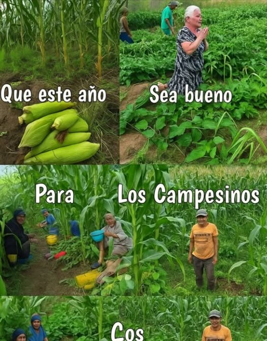 Que este año bendiga a quienes siembran con el alma 
El maíz no nace por sí solo…
Brota del sudor, de la fe y del amor por la tierra.
Cada surco guarda una historia,
y cada campesino lleva en sus manos el alimento del mundo.
Que lleguen las lluvias justas,
que la tierra sea fértil y que la cosecha sea abundante. 
Porque sin el campo, no hay comida.
Porque sin sus manos, no hay futuro.
Valoremos a quienes cultivan vida.
Protejamos la milpa.
Honremos a nuestros pueblos originarios, guardianes del maíz sagrado. 理
#MilpaViva #MaízSagrado #ValorCampesino