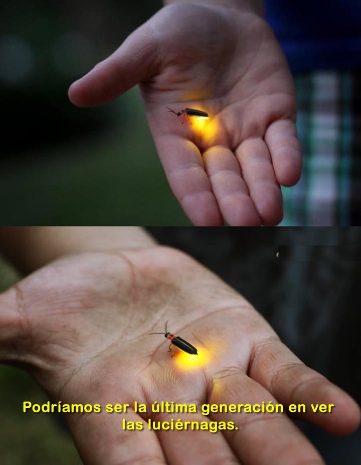 Las luciérnagas están en peligro de extinción, no por fenómenos naturales, sino por nuestra intervención.

 Cuáles son las razones?

Pesticidas. Contaminación lumínica. Pérdida de hábitat.

Pero aún hay esperanza. Cómo podemos ayudar?

 Deja algunas plantas silvestres en tu jardín.

 Evita el uso de aerosoles.

 Planta especies nativas.

No permitamos que la luz se apague. Hagamos que siga brillando!