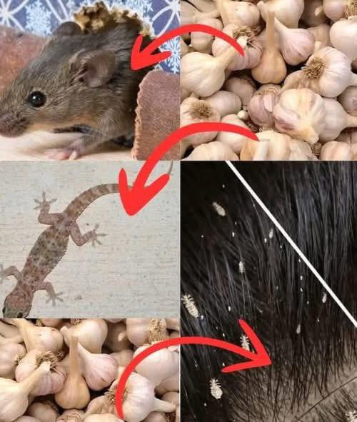 El ajo no es solo para tus guisos… es un arma natural poderosa.
En lugar de usar productos químicos contra ratones, moscas, piojos, cucarachas, etc., usa ajo.
Es una solución biológica, eficaz, económica y ecológica.
Se ha usado durante siglos pero hoy muchos lo ignoran.

1. Ahuyentar ratones
Método: Machaca unos dientes de ajo, ponlos en algodón y colócalos en las esquinas.
Efecto: El olor actúa como una barrera invisible. Los ratones huyen.

2. Repeler moscas
Método: Licúa ajo con agua, cuela y rocía en puertas y ventanas.
Efecto: Las moscas no soportan el olor. No vuelven.

3. Eliminar piojos
Método: Aplica una pasta de ajo con un poco de agua en el cuero cabelludo.
Efecto: Asfixia los piojos y sus huevos. Sin químicos.

4. Espantar cucarachas
Método: Ajo machacado en recipientes, bajo fregaderos y rincones oscuros.
Efecto: Se desorientan y se marchan.

5. Ahuyentar lagartijas
Método: Aplica pasta de ajo en las entradas de la casa.
Efecto: Barrera olfativa. No se acercan.

6. Alejar mosquitos
Método: Pulveriza ajo con agua alrededor de la casa.
Efecto: Repelente natural. Duerme tranquilo.

El futuro está en lo simple.
El ajo es hacking ecológico: menos veneno, más sentido común.
Convierte tu hogar en una zona libre sin químicos.