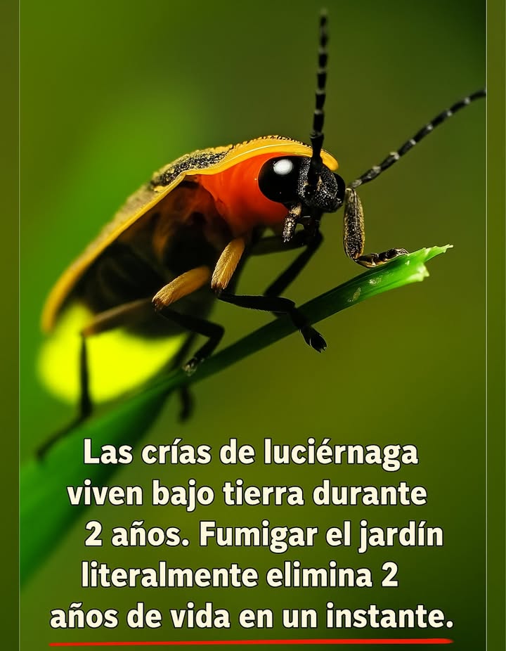 Salva las LuciérnagasEmpieza Bajo Tierra

Las luciérnagas bebés viven de 1 a 2 años bajo tierra, alimentándose de plagas y preparándose para iluminar nuestras noches de verano.

Pero un solo spray de pesticidas puede acabar con toda una generación.

 No hay larvas = no hay brillo.
 Necesitan suelo húmedo y saludableno químicos.

Protege tu suelo. Elige control de plagas natural.
 Deja que la magia regrese cada verano.