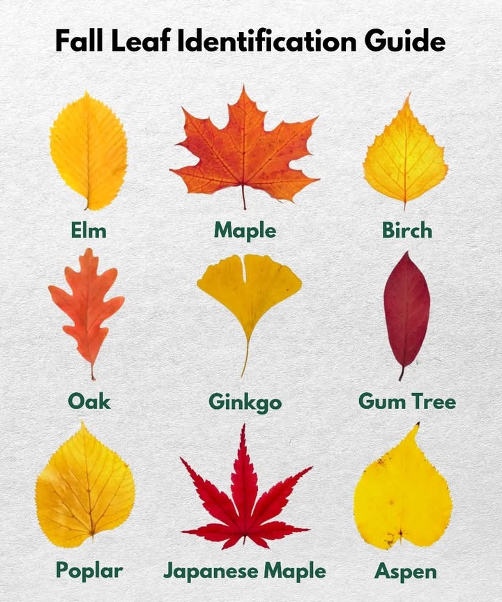 Fall Foliage Colors 

1 Golden ginkgo
Fan-shaped leaves turn bright yellow, often forming glowing carpets on the ground.

2 Fiery maple
Leaves shift from deep red to vibrant orange, creating striking contrasts.

3 Brown oak
Thick leaves take on a copper-brown hue and stay attached to the branches longer.

4 Orange plane tree
Large leaves develop a warm orange shade before dropping slowly.

5 Pale yellow birch
Small leaves glow with a soft yellow tone, noticeable from a distance.

6 Copper beech
Foliage changes to copper and golden tones, adding subtle elegance.

7 Rusty chestnut
Broad leaves turn rust-colored before falling in clusters.