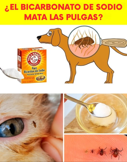 Cómo deshacerse de las pulgas en tu gato o perro utilizando métodos sencillos y naturales 殺  
 1. Baño con jabón neutro:  
Lava a tu mascota con agua tibia y un jabón neutro como jabón para bebés o jabón de castilla. Las pulgas se soltarán fácilmente con el agua, y el jabón ayudará a eliminarlas. Utiliza un peine antipulgas para retirar las pulgas muertas del pelaje.  
 2. Vinagre de manzana:  
Combina partes iguales de agua y vinagre de manzana en un pulverizador. Rocía suavemente el pelaje de tu mascota, evitando la zona de los ojos. El aroma y la acidez del vinagre son efectivos para repeler pulgas.  
 3. Spray de limón:  
Hierve rodajas de limón en agua, deja enfriar y cuela la mezcla. Rocía a tu mascota con esta solución natural, ya que el limón posee propiedades repelentes.  
 4. Aceites esenciales con precaución:  
Los aceites de lavanda, citronela o eucalipto pueden ser útiles para mantener alejadas a las pulgas, pero deben usarse diluidos unas gotas en agua y nunca en gatos, ya que son sensibles a muchos aceites esenciales.  
識 5. Limpieza profunda del hogar:  
Aspira alfombras, muebles y lava las camas de tus mascotas con agua caliente. Aplica bicarbonato de sodio o sal en las alfombras antes de aspirar para deshidratar las pulgas y sus huevos.  
 6. Tierra de diatomeas:  
Espolvorea tierra de diatomeas de grado alimenticio en las áreas donde suele estar tu mascota. Este producto es natural y elimina las pulgas al deshidratarlas, pero asegúrate de que tu mascota no lo inhale.  
#EliminarPulgas #MascotasFelices #FleasBeGone