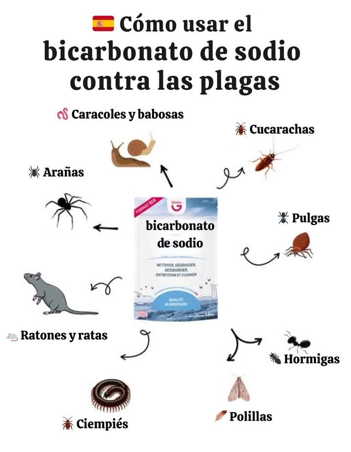 Cómo utilizar el bicarbonato de sodio contra los plagas 聯  
Cucarachas 荒  
Bicarbonato  azúcar en partes iguales. Espolvorear detrás de los electrodomésticos y a lo largo de los zócalos.  
Pulgas 裂  
Bicarbonato  sal. Espolvorear sobre alfombras y camas. Dejar actuar y luego aspirar.  
Hormigas   
Bicarbonato  azúcar glas. Espolvorear cerca de los caminos de hormigas.  
Polillas 曆  
Una caja abierta de bicarbonato en los armarios o roperos.  
Ratones y ratas   
Bicarbonato  harina. Colocar cerca de los agujeros o excrementos.  
Arañas   
Solución de bicarbonato  agua. Pulverizar en las esquinas y grietas.  
Caracoles, babosas y ciempiés   
Espolvorear directamente para deshidratarlos y eliminarlos.  
 Consejo adicional  
Seguro para niños y mascotas. Alternativa ecológica a productos químicos agresivos.  
 Un aliado simple y poderoso para un hogar limpio y libre de plagas.