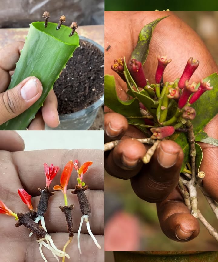 Cultiva clavo en casa de manera única  Tips y trucos para su cultivo