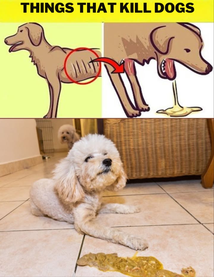 Things that can kill dogs 

Dogs are very sensitive to certain foods and substances. Some can be toxic and even fatal to them:

 Chocolate
 Grapes and raisins
 Onions and garlic
 Human medications
 Chemicals and poisons
 Cooked bones that can splinter

 Symptoms of poisoning: vomiting, diarrhea, weakness, seizures, or internal bleeding.

 Keep these hazards away from your pet and see a vet at any sign of poisoning.