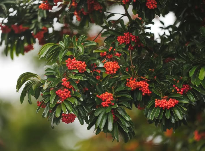 PLANTEMOS UN PEUMO 
He aquí la especie que salvará al planeta..
El peumo es la especie más necesaria, urgente y visionaria que existe en nuestro hogar llamado tierra..
El peumo es consumidor del tóxico dióxido de carbono.
El peumo libera mucha humedad atmósferica cuando están las temperaturas altas.
El peumo es muy medicinal y frutal.
El peumo se puede plantar en calles, casas y sus raices no se expanden, con esto no probocan gastos innecesarios a la comunidad y menos a la municipalidad..
El peumo es repelente natural para la mosca y el zancudo.
El peumo no requiere de mucho recurso hídrico.
El peumo en su estado adulto es el equivalente a 10 aires acondicionados.
El peumo atrae diversidad de aves.
El peumo alimenta al insecto más importante que es la abeja..
El peumo lidera en la lista a nivel mundial como el apropiado y el que ayudará a mermar el calentamiento global.
El peumo NO es alérgico.
El peumo solo existe en Chile y ya lo ven con tremendos ojos los Americanos y chinos .
El peumo merma la contaminación acustiva.
El peumo embellece una ciudad.
El peumo es muy aromático..