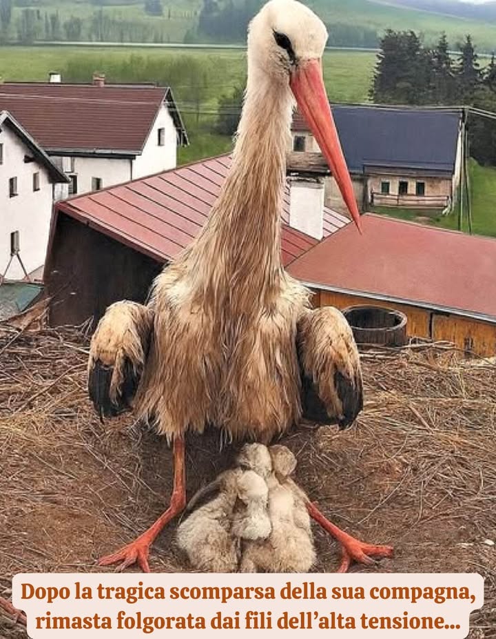 Después de la trágica desaparición de su compañera, que quedó electrocutada por los cables de alta tensión, un papá cigüeña se encontró solo, en la cima del nido, con cuatro pequeños a los que cuidar. Cuatro vidas frágiles, hambrientas e indefensas, que dependían únicamente de él.

El dolor podría haberlo quebrantado, pero no lo hizo. Este papá eligió quedarse. Continuó velando por ellos, día y noche, desafiando el viento, la lluvia y la soledad. Sin titubeos, solo instinto, amor y coraje.

Y luego, un día, llegó una ayuda inesperada: tres veces al día, un hombre se trepa hasta el nido para llevar comida. No solo para los pequeños, sino también para ese padre cansado, que nunca deja de luchar. Así, paso a paso, gesto a gesto, hombre y cigüeña están construyendo una historia que va más allá de las palabras: una historia de resiliencia, dedicación y amor.

Porque, incluso en el reino animal, el amor de un padre es una fuerza silenciosa e inmensa. Está ahí, en los gestos cotidianos, en los sacrificios que nadie ve, en la vida que continúa contra toda previsión.