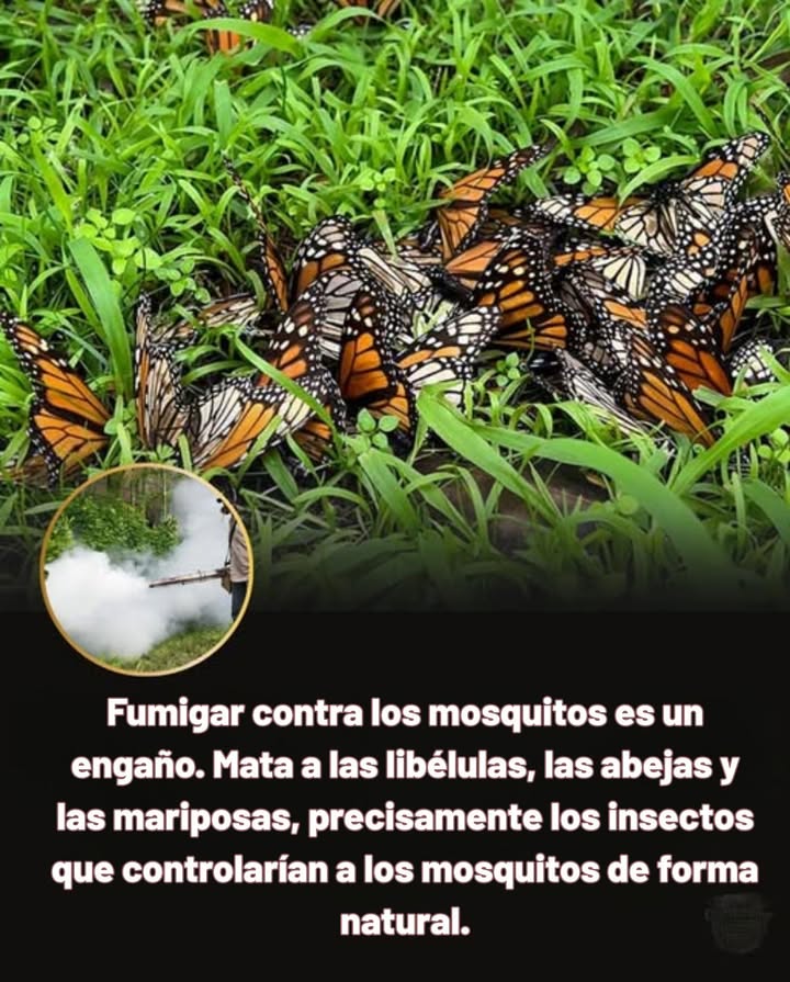 Rocío para Mosquitos es una Estafa  
 Daños Colaterales  Esos rociados no solo matan mosquitos. Acaban con libélulas, abejas y mariposas, las mismas criaturas que mantienen de forma natural el número de mosquitos bajo control.  
 Efecto de Corto Plazo  Los rociados químicos solo reducen los mosquitos temporalmente, mientras destruyen el ecosistema que los equilibra a largo plazo.  
 Mejores Soluciones  Fomenta la presencia de libélulas, murciélagos y aves nativas creando hábitats con características acuáticas, plantas polinizadoras y evitando pesticidas.  
 La Naturaleza Sabe Mejor  Los ecosistemas saludables se regulan a sí mismos. Al proteger a los polinizadores y depredadores, obtienes un control natural de mosquitos más fuerte  sin toxinas necesarias.  
 Elige el equilibrio, no los químicos. Protege a los polinizadores, protégete a ti mismo.