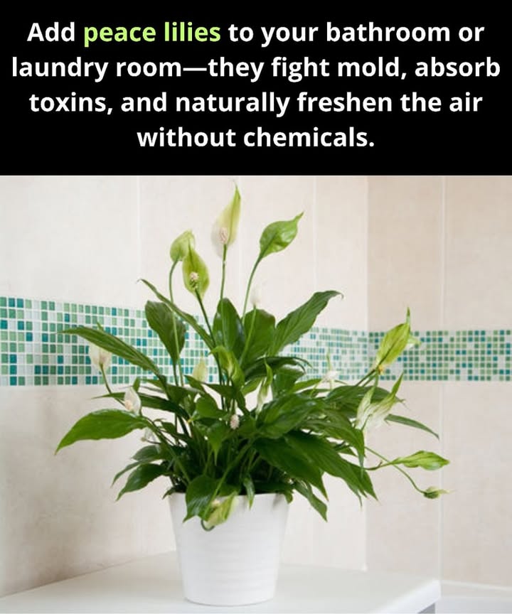 Why place peace lilies in your bathroom or laundry room?

Combat mold by reducing air humidity.

Purify the air by removing harmful toxins.

No chemicals needed  completely natural.

Low light friendly, perfect for humid spaces.

Adds beauty with elegant white blooms and lush leaves.