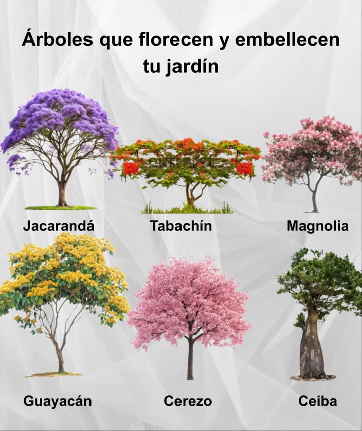 Árboles que florecen y embellecen tu jardín 

 Jacarandá  Esplendor en tonos violetas
 Tabachín  Ramilletes intensos de rojo y naranja
 Magnolia  Flores grandes y fragantes
 Guayacán  Amarillo brillante que ilumina el paisaje
 Cerezo  Símbolo de belleza y renovación
 Ceiba  Majestuosa y ancestral, llena de vida

 Colores y formas que transforman cualquier espacio en un paraíso natural.