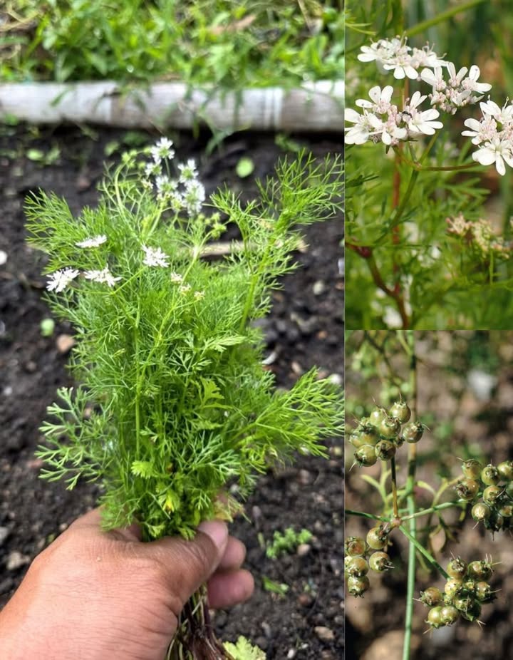 Sabías que el mercurio, el plomo y el aluminio se acumulan en tu cuerpo y afectan tu cerebro, riñones e hígado?
El cilantro Coriandrum sativum contiene compuestos como los aldehídos y flavonoides, que se unen a esos metales y ayudan a expulsarlos por la orina.
Usa 7 gramos de hojas frescas, bien lavadas.
Agrega agua hirviendo en una taza.
Tapa y deja reposar 10 minutos.
Tómalo por la noche, una vez al día, durante 20 días.
Tu cuerpo se va a desintoxicar de forma natural y segura.
#Desintoxicar #tu #cuerpo #con #Cilantro