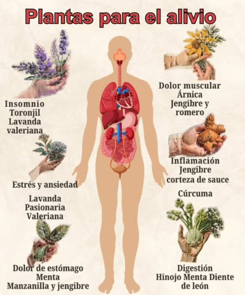 Plantas para el alivio