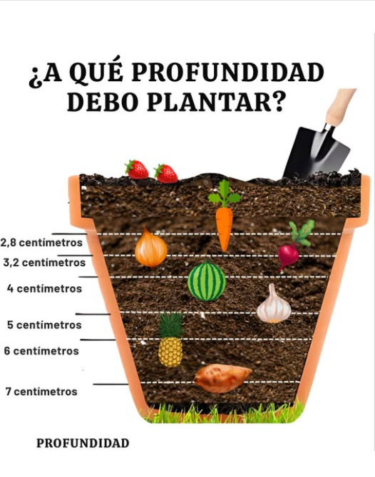 Guía de plantación de bulbos, verduras y frutas: la profundidad adecuada para una floración y una cosecha deslumbrantes 凌
 5 cm de profundidad  
 Bulbos: Campanillas Galanthus, crocus, iris.  
塞 Verduras: Ajo dientes hacia arriba.  
 Frutas: Corona de piña insertada ligeramente en el suelo.  
 810 cm de profundidad  
 Bulbos: Muscaris, ranúnculos, jacintos, tulipanes.  
凜 Verduras: Cebollas, patatas para iniciar el cultivo.  
 Frutas: Hijos de platanero, plantados profundamente para un buen anclaje.  
 1520 cm de profundidad  
 Bulbos: Narcisos, aliños, lirios, fritillarias.  
凌 Verduras: Batatas, topinambur necesitan un buen enraizamiento.  
 Frutas: Vides uvas  plantas jóvenes instaladas profundamente para raíces robustas.  
 Consejos esenciales para todos:  
 Oriente correctamente bulbos y coronas hacia arriba  
 Respete los espacios según el tamaño del bulbo o planta  
 Enriquecé el suelo con compost o harina de huesos  
 Riegue después de plantar y cubra con mantillo en caso de frío  
 Períodos ideales:  
 Otoño: Para flores en primavera y verduras de raíz resistentes  
 Primavera: Para floraciones estivales, fresas, melones y cultivos que aman el calor  
凜 Con la profundidad correcta, bulbos, verduras y frutas florecen para un jardín magnífico y generoso!  
#Bulbes #Bulbos #LégumesDuJardin