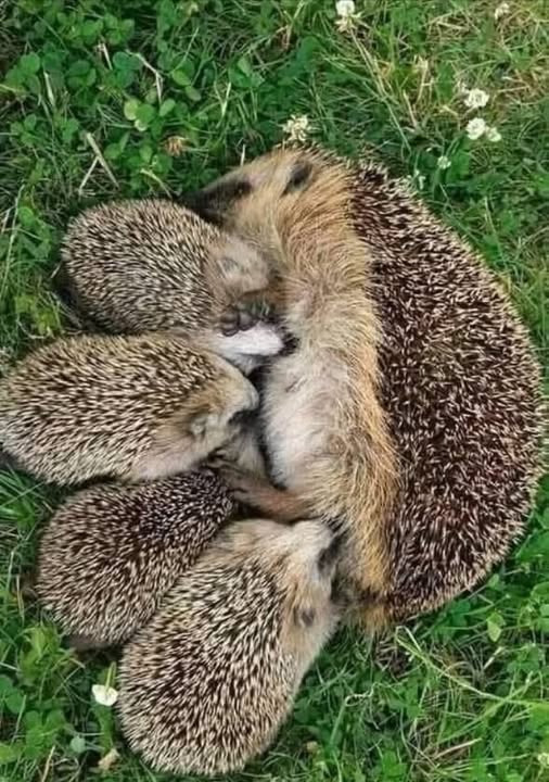 Si me encuentras en tu jardín, piensa en dejarme un poco de comida, como croquetas de pollo para gatos. Pero evita el pescado. También considera dejar agua a mi disposición. No me des leche, ya que eso podría enfermarme gravemente e incluso deshidratarme.  
Evita también usar insecticidas o trampas. Soy un pequeño guardián discreto y útil para tu jardín, ya que me alimento de los insectos dañinos que amenazan tus plantas. Lamentablemente, mi especie está en peligro, así que, por favor, ayúdame a seguir cuidando de tu jardín.  
Tu apoyo no solo salva mi vida. También contribuye a preservar el equilibrio de tu ecosistema. Juntos, podemos salvaguardar la biodiversidad y hacer de tu jardín un refugio para la naturaleza.  
Muchas gracias por tu amabilidad! 璉