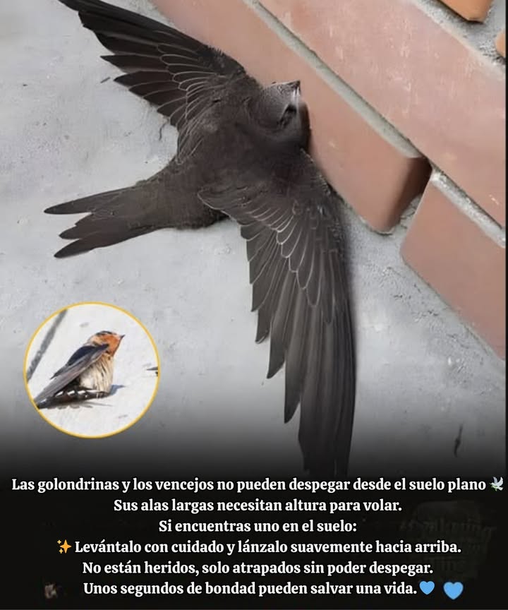 Si encuentras un golondrina o un vencejo en el suelo  
 No entres en pánico  no está enfermo ni muriendo.  
 Estas aves no pueden despegar desde superficies planas; sus alas están hechas para el cielo, no para el asfalto.  
 Todo lo que necesitan es un suave impulso y un poco de altura para despegar de manera segura.  
 Nunca los lances  simplemente levanta tu mano o déjalos comenzar desde una superficie suave y elevada.  
 En cuestión de segundos, volverán a encontrar sus alas y regresarán al aire.  
 Un breve acto de bondad puede salvar una vida.  
 Cada golondrina que se eleva nos recuerda: incluso las vidas más pequeñas y frágiles merecen una segunda oportunidad.