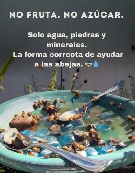 Como apicultor, te insto: no dejes fruta para las abejas.  Cuando se expone al sol, crece bacteria que puede contaminar la miel y dañar a toda la colonia.  
 En lugar de eso, instala una estación de agua para abejas:  
 Un plato poco profundo con agua   
 Piedras o ramitas para aterrizajes seguros 蝹  
 Una pizca de sal del Himalaya rosa para minerales 蓼  
Estos minerales ayudan a las abejas a regular la temperatura de su colmena un constante 90Fesencial para la producción de miel y la crianza de sus crías.   
 No alimentes a las abejas directamente. Prosperan mejor recolectando néctar y polen naturales, lo que mantiene sus sistemas inmunológicos fuertes.