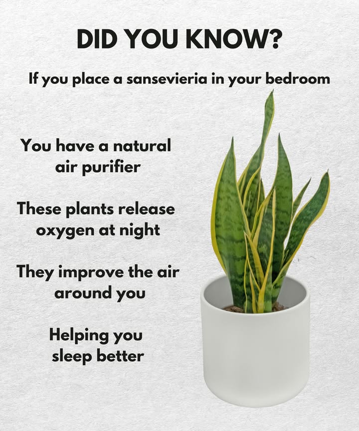 Sansevieria  The Sleep Plant 

1 Natural Air Purifier
Sansevieria, also known as snake plant, removes harmful substances from the air and improves indoor climate.

2 Night Oxygen Producer
Unlike most plants, it releases oxygen at night, making it ideal for bedrooms. It thrives in dry conditions, not in humid bathrooms.

3 Easy to Care For
Almost indestructible: it needs little water and grows well in bright to semi-shaded spots. Overwatering often leads to soft, damaged leaves.

4 Better Sleep
Cleaner air, more oxygen, and a calming green presence create a restful atmosphere in the bedroom.

 Bringing Sansevieria into your home adds not only style but also a natural aid for better sleep.