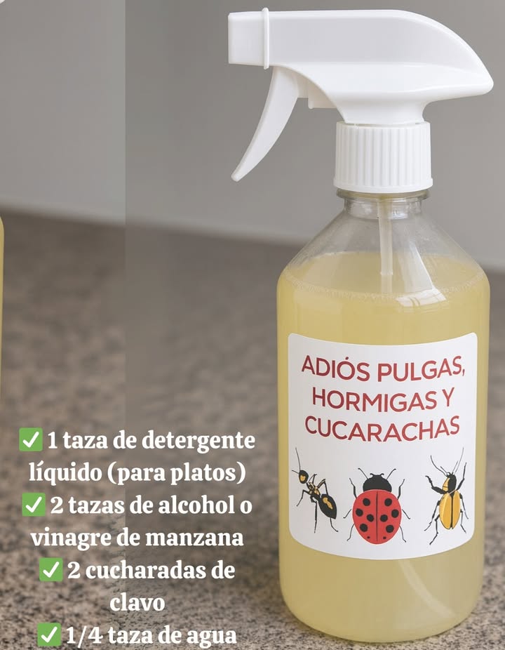 Guía rápida: Eliminación natural de pulgas, hormigas y cucarachas  
 Ingredientes:  
 1 taza de detergente líquido para platos  
 2 tazas de alcohol o vinagre de manzana  
 2 cucharadas de clavo  
 1/4 taza de agua  
 Preparación:  
1 Hervir el agua y agregar los clavos. Dejar reposar 10 minutos.  
2 Mezclar el detergente con alcohol o vinagre en otro recipiente.  
3 Cuando el agua con clavos se enfríe, añadirla a la mezcla.  
4 Verter en una botella con atomizador y agitar suavemente.  
 Modo de uso:  
 Pulverizar en esquinas, puertas, ventanas y zonas con insectos.  
 Aplicar con regularidad para mantener alejadas las plagas.  
 Mantener la limpieza del hogar para evitar atraer insectos.  
 Resultado: Un hogar libre de plagas con una solución natural y eficaz.  

#GuíaRápida #GuíaRápida  #EliminaciónNatural #EliminaciónNatural  #SoluciónEficaz #SoluciónEficaz