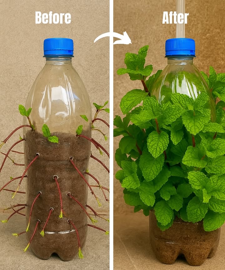 Grow Mint from Cuttings in Hanging Plastic Bottles

Want a smart, eco-friendly way to grow mint at home without taking up much space? Hanging plastic bottles are the perfect solution! This simple method recycles old materials while giving you a steady supply of fresh, fragrant mint  perfect for teas, cooking, and natural remedies.

蓼 What Youll Need:
 2-liter plastic bottles
 Mint cuttings 1015 cm
 Potting soil
 Scissors, string, or wire
 Glass of water for rooting
 A bright spot with 46 hours of indirect sunlight

 Steps to Grow Mint:

1. Prepare the Bottles
Cut each bottle in half. Use the bottom part as a planter. Make drainage holes in the base and two holes near the rim for hanging.

2. Root the Cuttings
Cut just below a leaf node. Remove the lower leaves. Place in water until roots are 25 cm long about 12 weeks.

3. Plant in Soil
Fill the bottle base with potting soil. Insert the rooted cuttings, press soil gently, and water lightly.

4. Hang the Planters
Thread string or wire through the side holes and hang on a balcony, hook, or trellis in a sunny location.

 Care Tips:
 Water when the top layer of soil feels dry
 Pinch tips to encourage bushy growth
 Feed lightly every 46 weeks
 Watch for pests like aphids and treat with mild soap spray

 Why This Works:
 Saves space with vertical gardening
 Reuses old bottles
 Keeps mint healthy year-round
 Easy to harvest for kitchen use

 Fresh mint, right outside your window  no garden required!