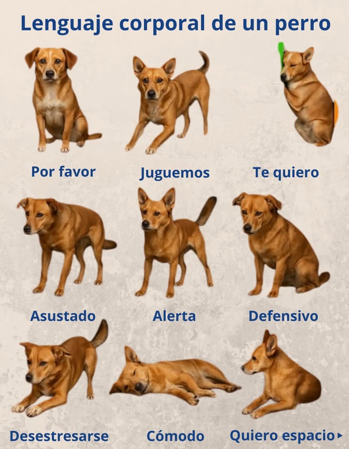 Los perros son criaturas sociales que se comunican de manera efectiva a través de su lenguaje corporal. Mediante su postura, cola, orejas, ojos y boca, los perros pueden transmitir una amplia gama de emociones e intenciones. En este artículo, examinaremos el lenguaje corporal de los perros y lo que puede significar.
Postura
La postura de un perro puede reflejar su estado emocional y sus intenciones.
– Postura relajada: Un perro que se siente tranquilo y cómodo adoptará una postura relajada, con la cabeza y la cola en una posición neutral.
– Postura alerta: Un perro que está en estado de alerta se mostrará más erguido, con la cabeza y la cola levantadas.
– Postura defensiva: Un perro que se siente amenazado adoptará una postura más rígida, con la cabeza y la cola hacia abajo.
Cola
La cola de un perro es un indicador clave de su estado emocional.
– Cola alta: Una cola en alto suele indicar confianza y felicidad.
– Cola baja: Una cola baja puede ser señal de sumisión.
– Cola moviéndose: Una cola que se mueve de lado a lado puede expresar emoción o entusiasmo.
Orejas
Las orejas de un perro también son reveladoras de su estado emocional:
– Orejas hacia adelante: Indican atención e interés.
– Orejas hacia atrás: Pueden ser señal de miedo.
– Orejas caídas: Sugieren tristeza.
Ojos
Los ojos de un perro son un reflejo de su estado emocional y sus intenciones.
– Ojos brillantes: Indican felicidad y entusiasmo.
– Ojos apagados: Pueden señalar tristeza.
– Ojos fijos: Indican atención e interés. 
#Perros #LenguajeCorporal