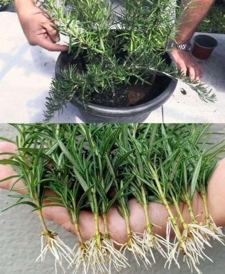 Cómo Hacer Crecer Rápidamente Romero a Partir de un Tallito  
Aquí te explico cómo propagar el romero a partir de un esqueje:  
1. Preparación del Tallito: Corta un segmento de 15 centímetros de un tallo de romero en diagonal, quitando las hojas en la base.  
2. Remojo: Llena un vaso con agua y sumerge el tallito. Déjalo en remojo durante la noche.  
3. Ubicación: Coloca el vaso con la planta cerca de una ventana, en una zona relativamente cálida de la casa.  
4. Añadir Agua: Si el agua se evapora durante el proceso, añade una pequeña cantidad de agua a temperatura ambiente.  
5. Formación de Raíces: Alrededor de una semana después, comenzarán a formarse las primeras raíces.  
6. Trasplante: Cuando las raíces estén bien desarrolladas aproximadamente tres semanas después, el romero estará listo para ser plantado en una maceta con tierra.  
7. Preparación de la Maceta: Mezcla un poco de fertilizante con la tierra, haz un agujero en el centro e inserta el tallito.  
8. Riego: Durante la primera semana, riega cada dos o tres días, teniendo en cuenta que el romero es sensible al exceso de agua.  
Ahora estás listo para cultivar tu romero a partir de un tallito, disfrutando de sus beneficios en la cocina y más allá.