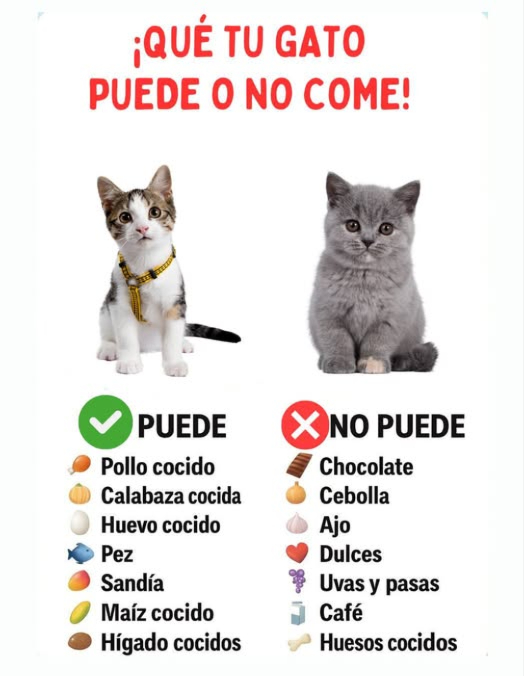Cuida la salud de tu gato con una buena alimentación!
 Puede comer: pollo cocido, pescado, huevo, calabaza, sandía, maíz, hígado y hasta un poco de mango.
 No debe comer: chocolate, cebolla, ajo, dulces, uvas, café, leche ni huesos cocidos.
 Una dieta adecuada es clave para que tu michi viva fuerte, feliz y sano. 
#GatosFelices #CuidadosDeGatos #AmorAnimal