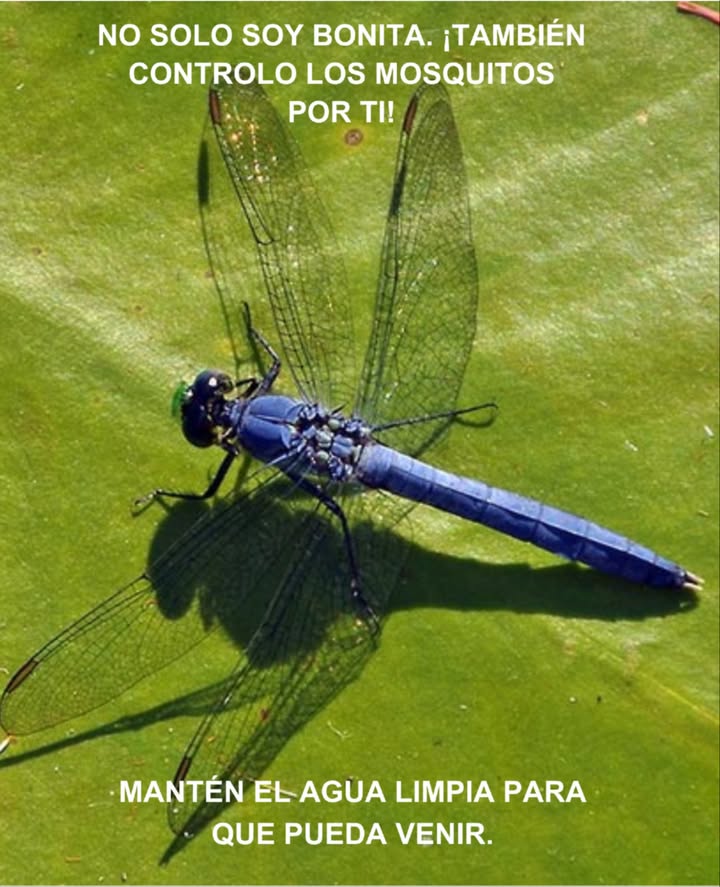 栗 Libellulidae: La libélula
 Elegantes voladoras y cazadoras incansables de mosquitos
 Símbolos de humedales saludables y vibrantes

 Beneficios
 Control natural de mosquitos e insectos pequeños
 Fomento de la biodiversidad y equilibrio del ecosistema

 Consejo
Asegúrate de mantener limpios los estanques y planta vegetación acuática para atraerlas 覆

#Biodiversidad #Libélulas #JardínNatural