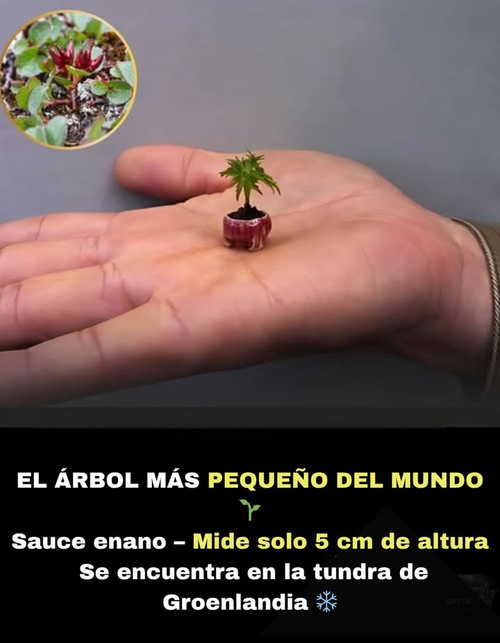 Conoce el Sauce Enano! salix herbacea  
Este pequeño árbol crece solo 5 cm 2 pulgadas de altura y sobrevive en uno de los lugares más duros de la Tierra: la tundra de Groenlandia.  
A pesar de su tamaño, es una verdadera planta leñosa con ramas, raíces y resistencia.  
Prueba de que incluso las cosas más pequeñas pueden ser poderosas.