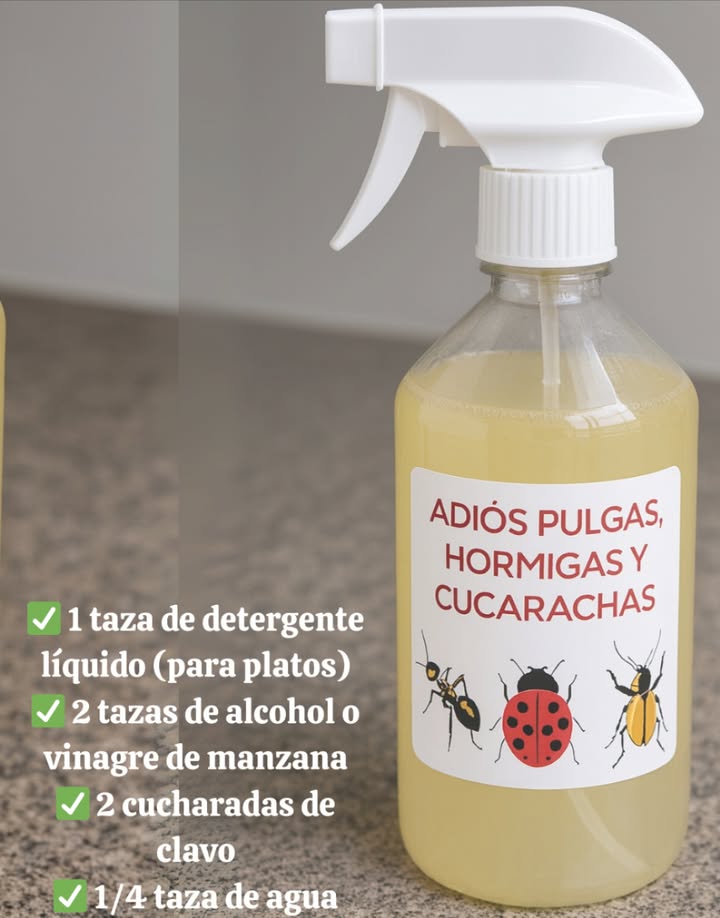 Guía rápida: Eliminación natural de pulgas, hormigas y cucarachas  
 Ingredientes:  
 1 taza de detergente líquido para platos  
 2 tazas de alcohol o vinagre de manzana  
 2 cucharadas de clavo  
 1/4 taza de agua  
 Preparación:  
1 Hervir el agua y agregar los clavos. Dejar reposar 10 minutos.  
2 Mezclar el detergente con alcohol o vinagre en otro recipiente.  
3 Cuando el agua con clavos se enfríe, añadirla a la mezcla.  
4 Verter en una botella con atomizador y agitar suavemente.  
 Modo de uso:  
 Pulverizar en esquinas, puertas, ventanas y zonas con insectos.  
 Aplicar con regularidad para mantener alejadas las plagas.  
 Mantener la limpieza del hogar para evitar atraer insectos.  
 Resultado: Un hogar libre de plagas con una solución natural y eficaz.  

#GuíaRápida #GuíaRápida  #EliminaciónNatural #EliminaciónNatural  #SoluciónEficaz #SoluciónEficaz