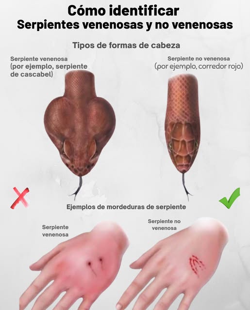 Inteligencia de Serpientes: Venenosas vs. No Venenosas  Conoce la Diferencia!  
Forma de la Cabeza:  
 Venenosas: Cabeza triangular por ejemplo, serpientes de cascabel  
 No Venenosas: Cabeza redondeada  
喝 Marcas de Mordedura:  
 Venenosas: 12 perforaciones profundas de colmillos, hinchazón, dolor severo  
 No Venenosas: Filas pequeñas de dientes, dolor leve  
 Mantente Seguro:  
 Nunca manejes serpientes salvajes  
 Algunas serpientes inofensivas imitan a las venenosas  
 Si te muerden, mantén la calma y busca ayuda médica rápidamente  
 El conocimiento te mantiene seguro!