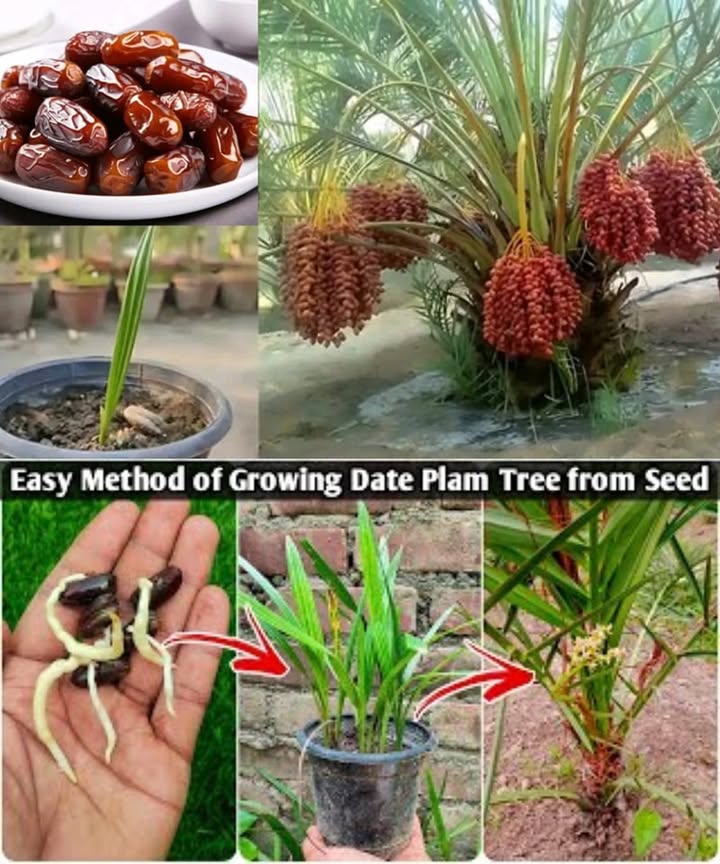 How to Grow a Date Palm from a Pit: Simple Step-by-Step Guide

Step 1: Preparing the Seeds
 Choose fresh, preferably organic dates. Eat the fruit and save the pits.
 Wash the pits thoroughly to remove any remaining fruit.
 Soak them in warm water for 12 days, changing the water daily to help soften the shell.

Step 2: Sprouting the Seeds
 Place the pits in a moist medium like damp paper towels, sand, or peat moss.
 Keep them in a warm place between 70F and 85F / 21C29C, like near a heater.
 Germination can take a few weeks to several months, so be patient.

Step 3: Planting the Sprouted Seeds
 Use small pots with well-draining soil.
 Plant each sprouted pit about 1 inch 2.5 cm deep, with the pointed end facing up.
 Place the pots in a bright area with indirect sunlight.

Step 4: Caring for the Seedlings
 Keep the soil consistently moist but not soggy.
 Maintain warmth and humidity. Mist the leaves if the air is dry.
 Once the seedlings grow stronger, transplant them to larger pots or into the garden.

Step 5: Long-Term Maintenance
 As the palm grows, it will need more lighteventually full sun.
 Water regularly, letting the soil dry slightly between waterings.
 Feed with fertilizer every 23 months during the growing season.

 Be patient: Date palms grow slowly, but over time, they become beautiful and majestic trees.