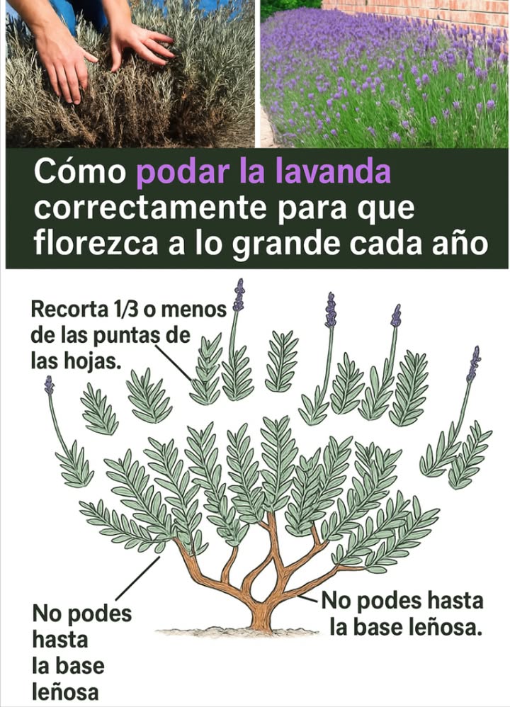Por qué podar la lavanda?
Mantiene la planta sana, con forma compacta y muchas flores. Además:

Estimula el crecimiento nuevo
Evita que se vuelva leñosa
Prolonga su vida

 Cuándo podar

Final del verano/inicio de otoño: poda ligera para eliminar flores secas.

Primavera: poda intensa para prepararla para crecer.
 No podar en invierno riesgo de daño.

藺 Herramientas

Tijeras afiladas

Guantes

Desinfectante

 Cómo podar

Identifica la variedad:

Inglesa: poda fuerte en primavera
Francesa/española: podas suaves
Inspecciona: elimina flores secas y tallos dañados
Tras la floración: corta un tercio del follaje, sin tocar madera vieja
En primavera: poda hasta 2/3 del verde sano
Limpieza: retira restos y composta lo sano

 Consejos

No cortes madera vieja
Da forma redonda
No sobrepodes plantas jóvenes
Hazlo cada año

 Errores comunes
Podar en invierno
Cortar madera leñosa
No podar  menos flores y más leña