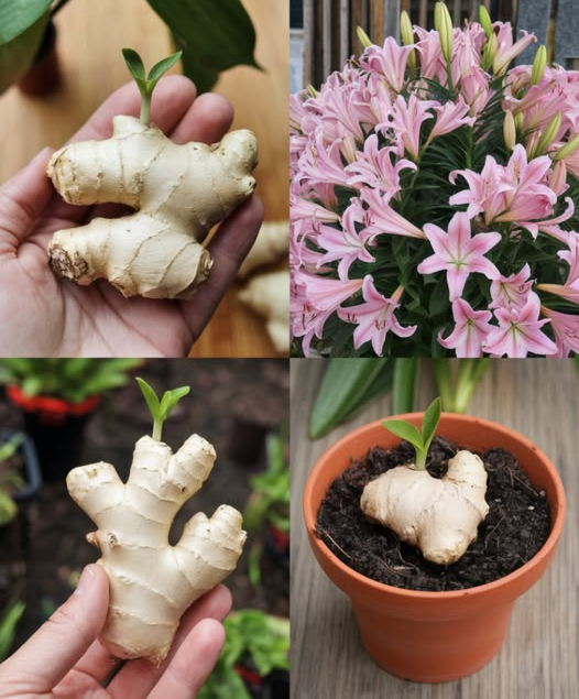 Cómo cultivar jengibre en casa para tener un suministro inagotable y hacerlo florecer
1. Seleccionar el Jengibre Adecuado: Elige un rizoma de jengibre firme y voluminoso con ojos bien desarrollados. Evita rizomas arrugados o mohosos.
2. Preparar el Rizoma: Remoja el rizoma en agua tibia durante la noche para hidratarlo. Córtalo en secciones, asegurándote de que cada sección tenga uno o dos ojos.
3. Elegir un Contenedor: Utiliza un contenedor ancho y poco profundo con agujeros de drenaje. Llena el contenedor con una mezcla para macetas que drene bien y sea rica en materia orgánica.
4. Plantación y Riego: Entierra las secciones del rizoma justo debajo de la superficie del suelo con los ojos hacia arriba. Riega bien después de plantar y mantén el suelo húmedo pero no encharcado.
5. Proporcionar Condiciones Ideales: Mantén una temperatura de 24-29C y alta humedad. Considera usar una bandeja de humedad para aumentar los niveles de humedad.
6. Riego y Fertilización: Mantén el suelo constantemente húmedo, regando regularmente. Fertiliza cada 2-4 semanas con un fertilizante líquido equilibrado durante la temporada de crecimiento.
7. Fomentar la Floración: Proporciona abundante luz solar, calor y humedad. Evita perturbaciones innecesarias a la planta.
8. Cosecha y Disfrute: Cosecha los rizomas según sea necesario después de 8-10 meses. Almacena el jengibre excedente en un lugar fresco y seco para uso futuro.
Conclusión: Cultivar jengibre en casa es un proceso simple y gratificante, que ofrece un suministro continuo de rizomas frescos y la posibilidad de hermosas flores. Sigue estos pasos para disfrutar de la satisfacción de lo casero durante años.