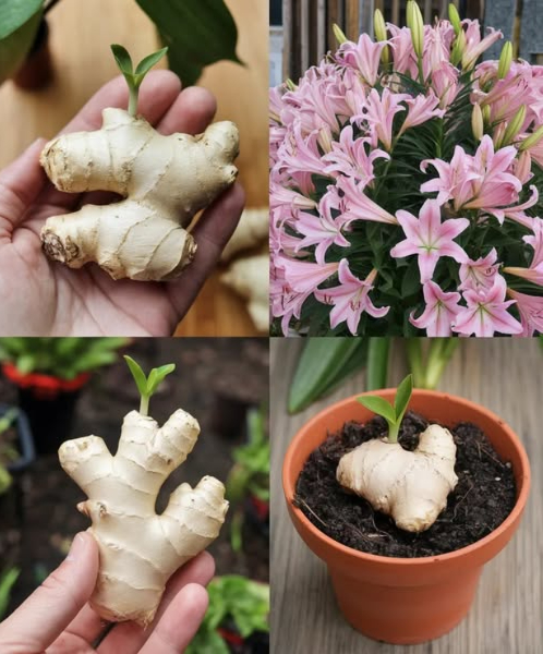 Cómo cultivar jengibre en casa para tener un suministro inagotable y hacerlo florecer
1. Seleccionar el Jengibre Adecuado: Elige un rizoma de jengibre firme y voluminoso con ojos bien desarrollados. Evita rizomas arrugados o mohosos.
2. Preparar el Rizoma: Remoja el rizoma en agua tibia durante la noche para hidratarlo. Córtalo en secciones, asegurándote de que cada sección tenga uno o dos ojos.
3. Elegir un Contenedor: Utiliza un contenedor ancho y poco profundo con agujeros de drenaje. Llena el contenedor con una mezcla para macetas que drene bien y sea rica en materia orgánica.
4. Plantación y Riego: Entierra las secciones del rizoma justo debajo de la superficie del suelo con los ojos hacia arriba. Riega bien después de plantar y mantén el suelo húmedo pero no encharcado.
5. Proporcionar Condiciones Ideales: Mantén una temperatura de 24-29C y alta humedad. Considera usar una bandeja de humedad para aumentar los niveles de humedad.
6. Riego y Fertilización: Mantén el suelo constantemente húmedo, regando regularmente. Fertiliza cada 2-4 semanas con un fertilizante líquido equilibrado durante la temporada de crecimiento.
7. Fomentar la Floración: Proporciona abundante luz solar, calor y humedad. Evita perturbaciones innecesarias a la planta.
8. Cosecha y Disfrute: Cosecha los rizomas según sea necesario después de 8-10 meses. Almacena el jengibre excedente en un lugar fresco y seco para uso futuro.
Conclusión: Cultivar jengibre en casa es un proceso simple y gratificante, que ofrece un suministro continuo de rizomas frescos y la posibilidad de hermosas flores. Sigue estos pasos para disfrutar de la satisfacción de lo casero durante años.