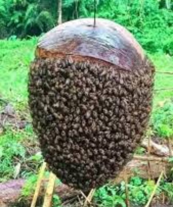 Did you know that older bees dont return to the hive at night? They spend the night on flowers, and if theyre lucky enough to see another sunrise, they resume their work by bringing back pollen or nectar to the colony. They do this knowing that their end is near. No bee expects to die in the hive, so they dont want to be a burden on the others.

 Bees are cold-blooded, like all insects, but within the colony, they form a warm mega-organism.

 Some bees gather pollen, while others bring back nectar. A pollinating bee will never switch tasks to collect nectar, and vice versa.

 Although dandelions are yellow, their pollen turns orange when mixed with nectar in the bees urns.

 The record for a bee colony surviving the winter without leaving the hive for cleansing flights is 356 days.

 Bees can still be helpful to humans even after they die, as they are used to treat joint pain.

 Bees never sleep. Thank you, my little blessed bees!