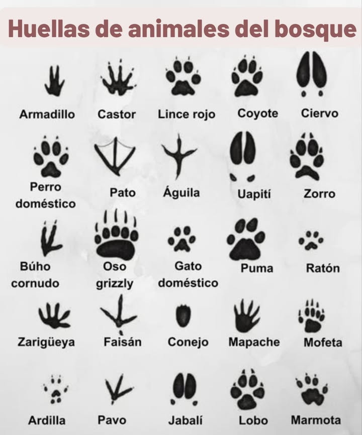 Huellas de animales del bosque
璉 Armadillo  Castor  Lince rojo  Coyote  Ciervo
 Perro doméstico  Pato  Águila  Uapití  Zorro
黎 Búho cornudo  Oso grizzly  Gato doméstico  Puma  Ratón
劣 Zarigüeya  Faisán  Conejo  Mapache  Mofeta
 Ardilla  Pavo  Jabalí  Lobo  Marmota