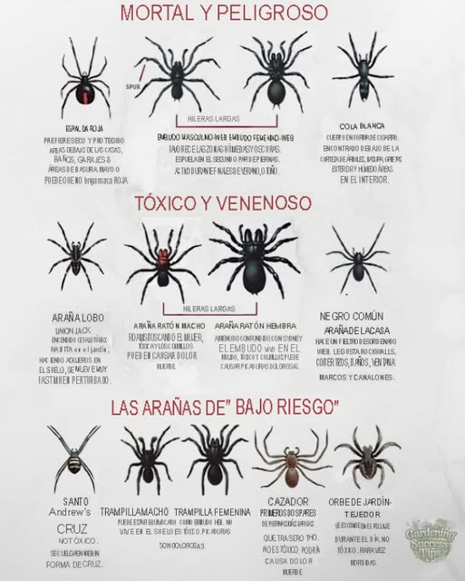 Guía de Seguridad sobre Arañas: Conoce lo que es Peligroso!  
 Mortales: Araña de espalda roja, Araña de embudo, Araña de cola blanca  
 Tóxicas: Araña lobo, Araña de campo, Araña doméstica negra  
 Bajo Riesgo: Cruz de San Andrés, Araña de puerta trampa, Cazadora, Tejedora de jardín  
 Mantente curioso, mantente a salvo!