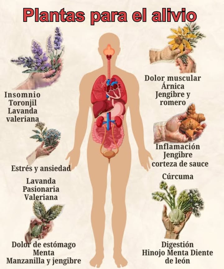 Plantas para el alivio