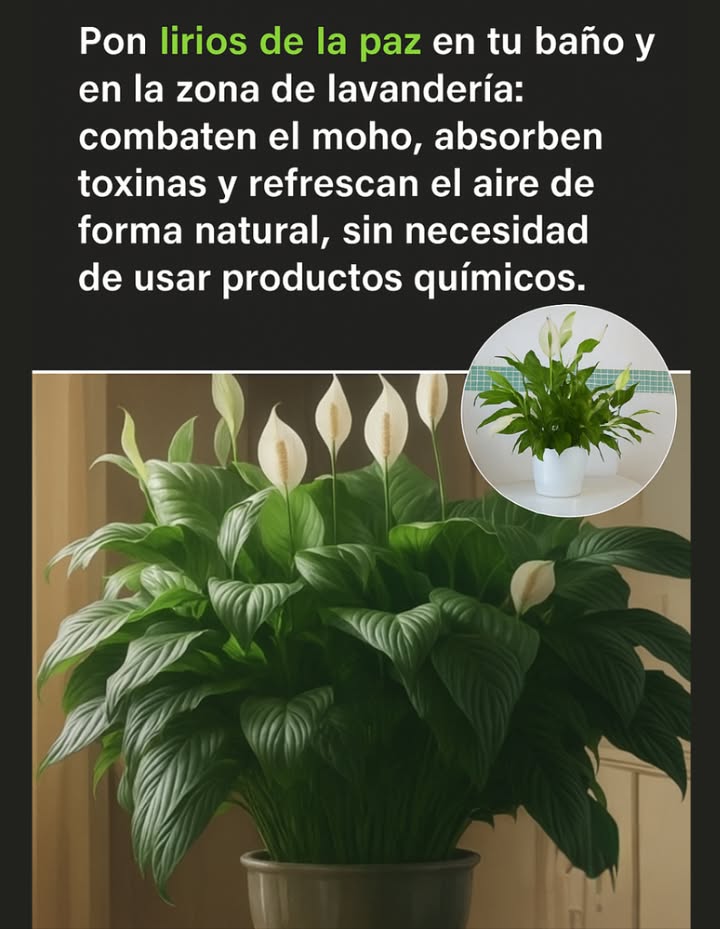 Pon lirios de la paz en tu baño y en la zona de lavandería: combaten el moho, absorben toxinas y refrescan el aire de forma natural, sin necesidad de usar productos químicos.